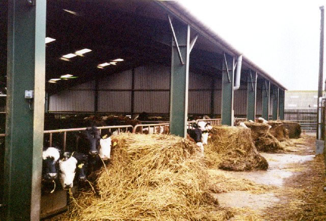 The cows in the shed in autumn