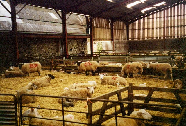 Spring lambs in the shed